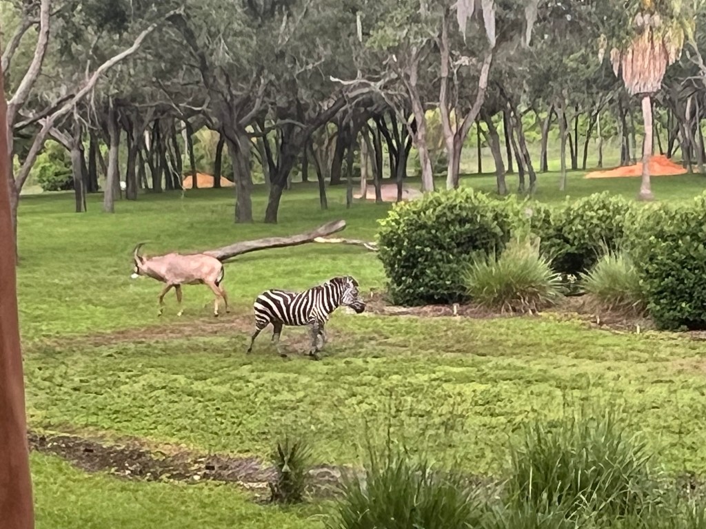 Animal Kingdom Lodge Bucket&nbsp;List